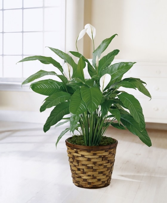 Planta Spathiphyllum