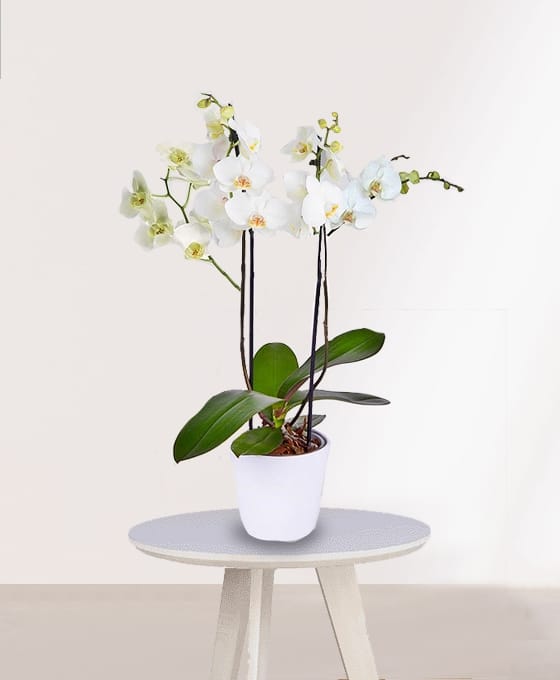 comprar Planta Orquídeas Blanca especial para regalo