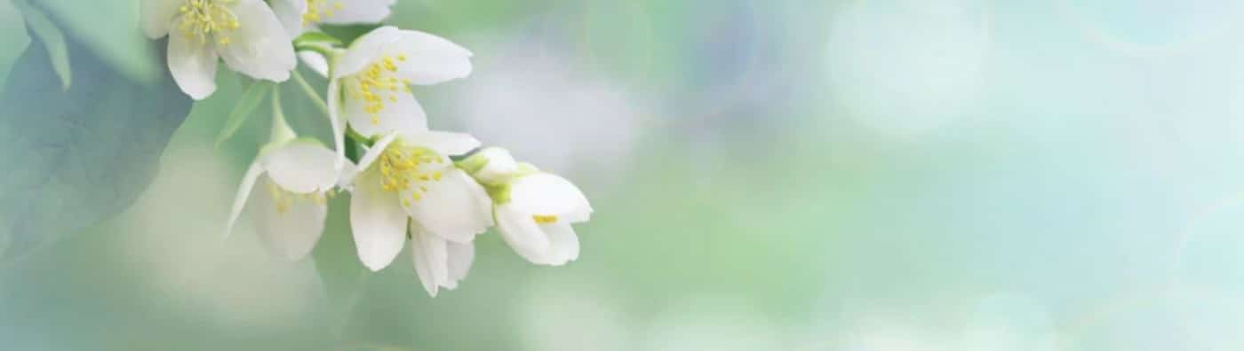 Flores para cumpleaños