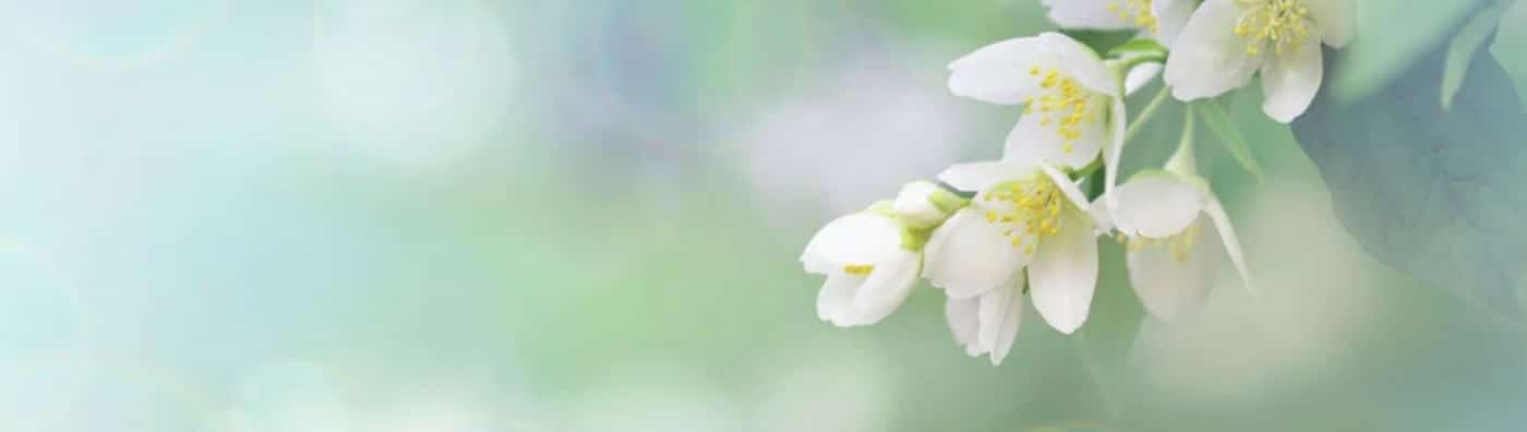 Flores para enviar por cumpleaños