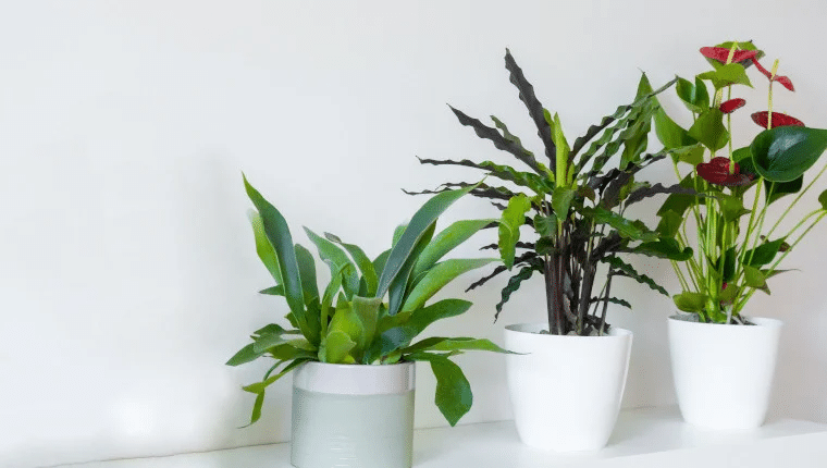 plantas para recuperacion